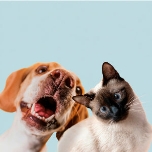 Happy dog and curious Siamese cat posing together on a light blue background, playful pet photo for pet-care shop